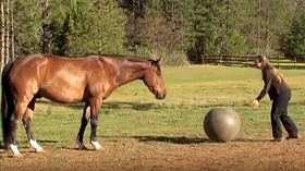 Pferd